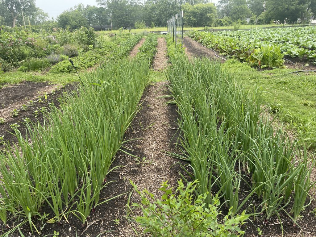 Organic onions, peppers, beans, chard, collards grow alongside an herb and pollinator garden at We the People Opportunity Farm, in Ypsilanti Township, Michigan. The nonprofit farm supports returning citizens and works to reduce recidivism one seed at a time. Photo courtesy of We the People Opportunity Farm