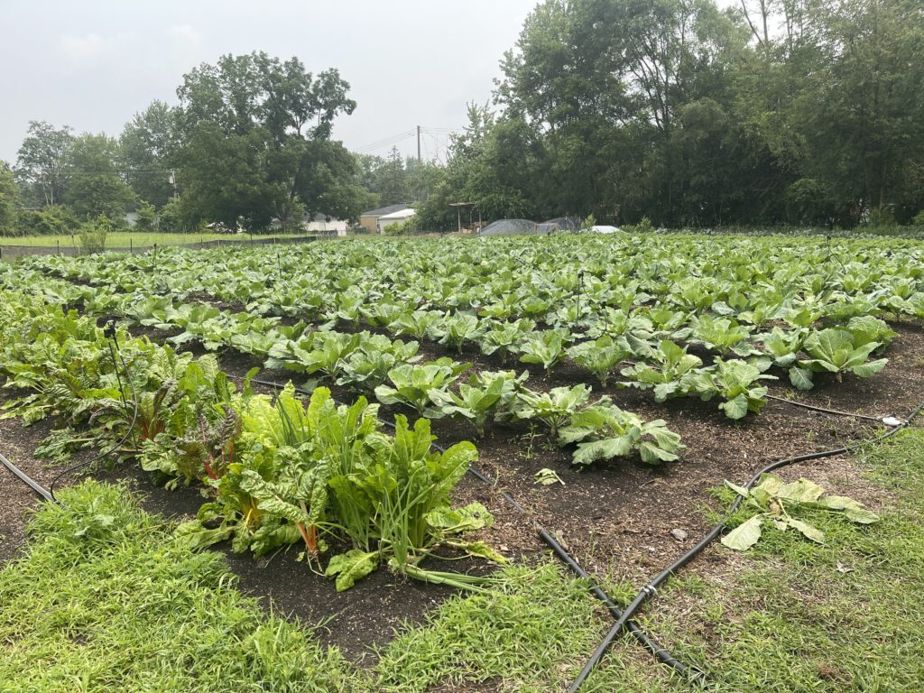 Organic chard, collards, and kale grow alongside an herb and pollinator garden at We the People Opportunity Farm, in Ypsilanti Township, Michigan. The nonprofit farm supports returning citizens and works to reduce recidivism one seed at a time. Photo courtesy of We the People Opportunity Farm