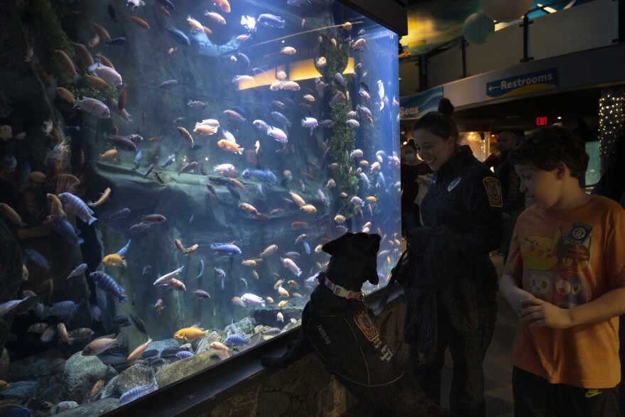 Officer Alysha Pirog and K-9 Frankie stop to admire a giant fish tank at the Mystic Aquarium’s Member Appreciation Night. They are here to meet and greet community members – and enjoy some time with the fish, too.