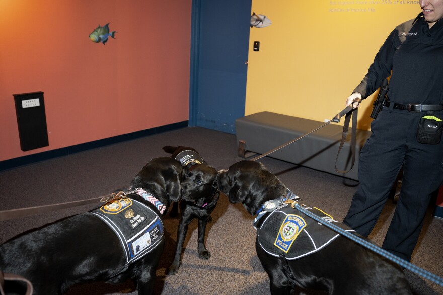 K-9 Officers Hodges and Jules meet Frankie for the first time at Mystic Aquarium. While they work for different police departments, the dogs and their handlers often work as a team, attending community events or responding together to a crisis .