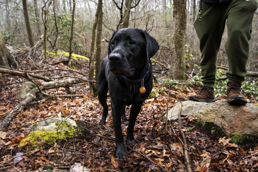 K-9 Hodges enjoys a hike on the morning of his third birthday. Puppies Behind Bars take the health of their dogs seriously and officers are required to exercise the dogs for at least an hour every day.