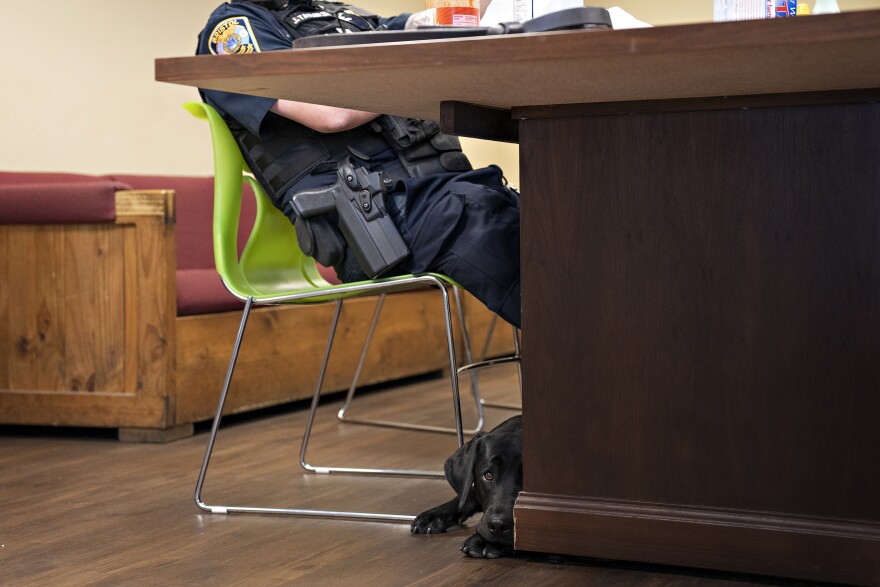 Frankie rests in the breakroom at the feet of an officer, ever hopeful that he will drop some crumbs.