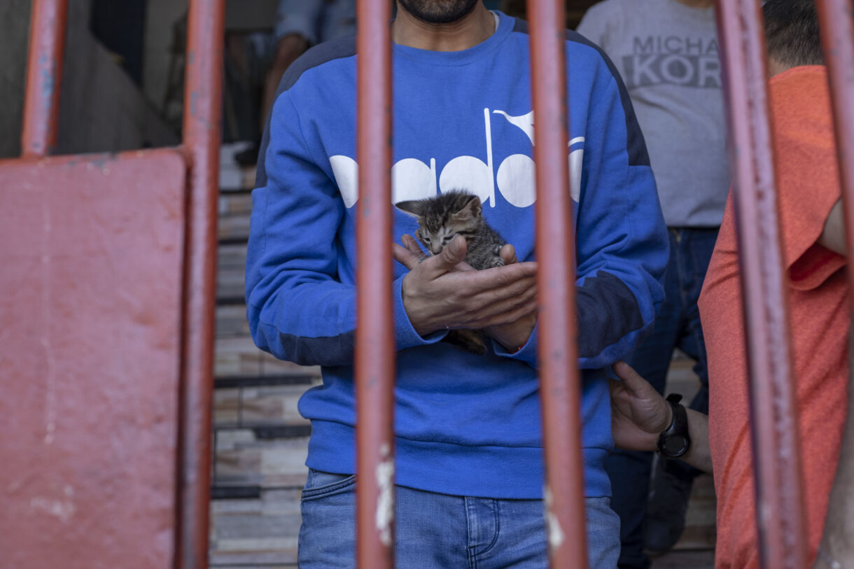 Providing care to Chile’s much beloved ‘prison cats’
