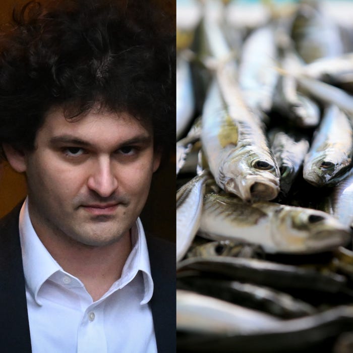 Sam Bankman-Fried (left), mackerel fish (right)