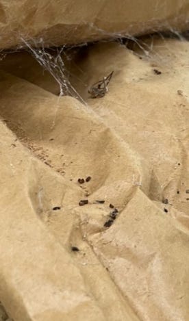 Rodent droppings and spider webs collect on bags of food stored at the Federal Correctional Institution Tallahassee.