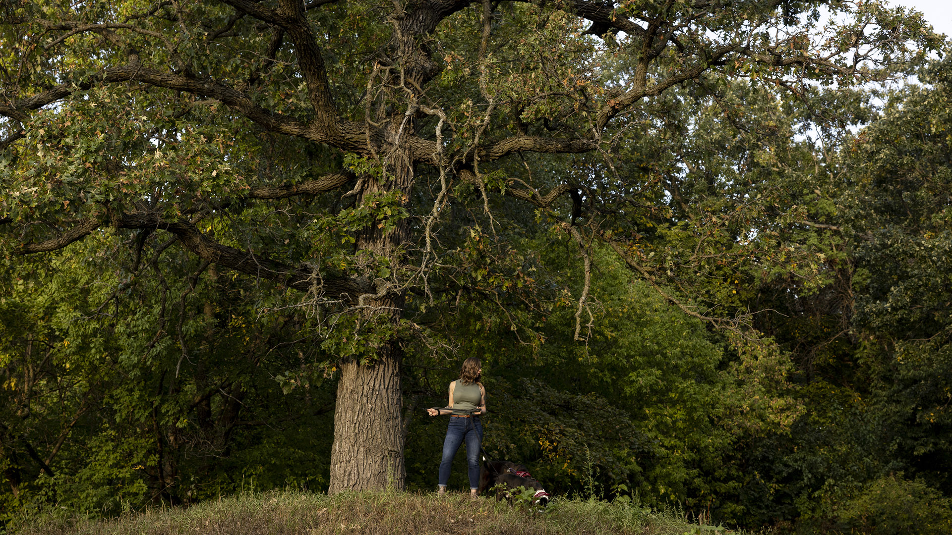 A woman stands under a tree on a hilltop while holding the leash of a dog, with other trees in the background.