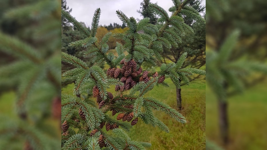 The Minnesota DNR is paying people for the tree cones and seeds they collect.