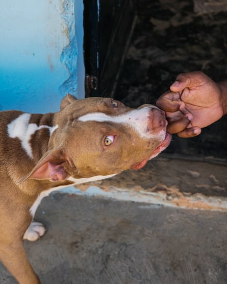 A Pitbull dog plays with his owner Tocuyito, Valencia 2022