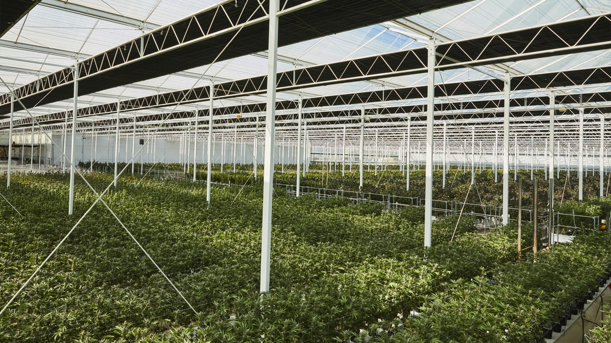 Glass House greenhouse wide view