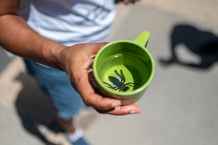 Person holds green cup with water and spider inside