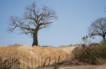 A solitary tree is seen on the other side of a fence, in an area of bare sandy soil