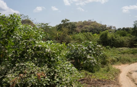 A dirt road curving past shrubs and a green hillside