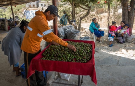 An older Latino man picks through plums on a table as women sit in the shade of a tree with children 